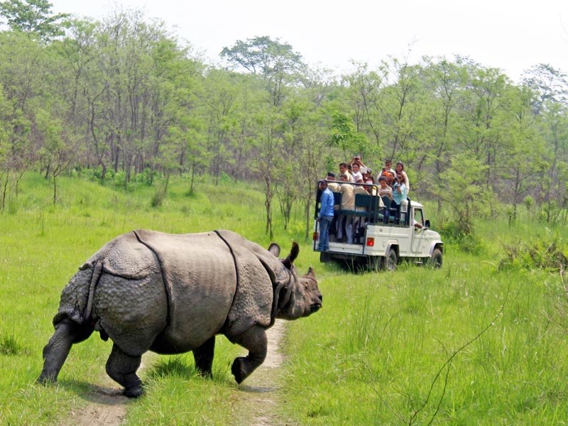 One-horn-rhino