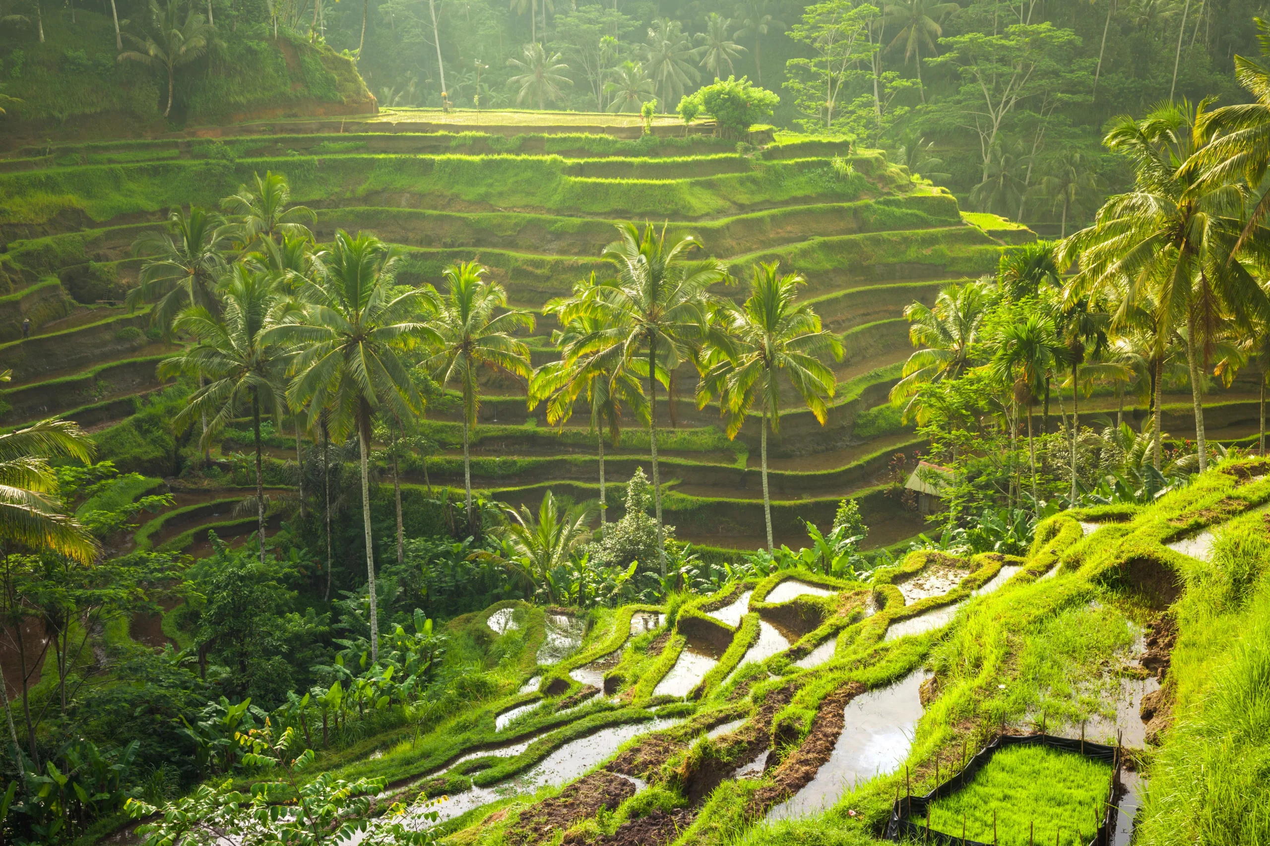 Tegallalang-GettyImages-515480864