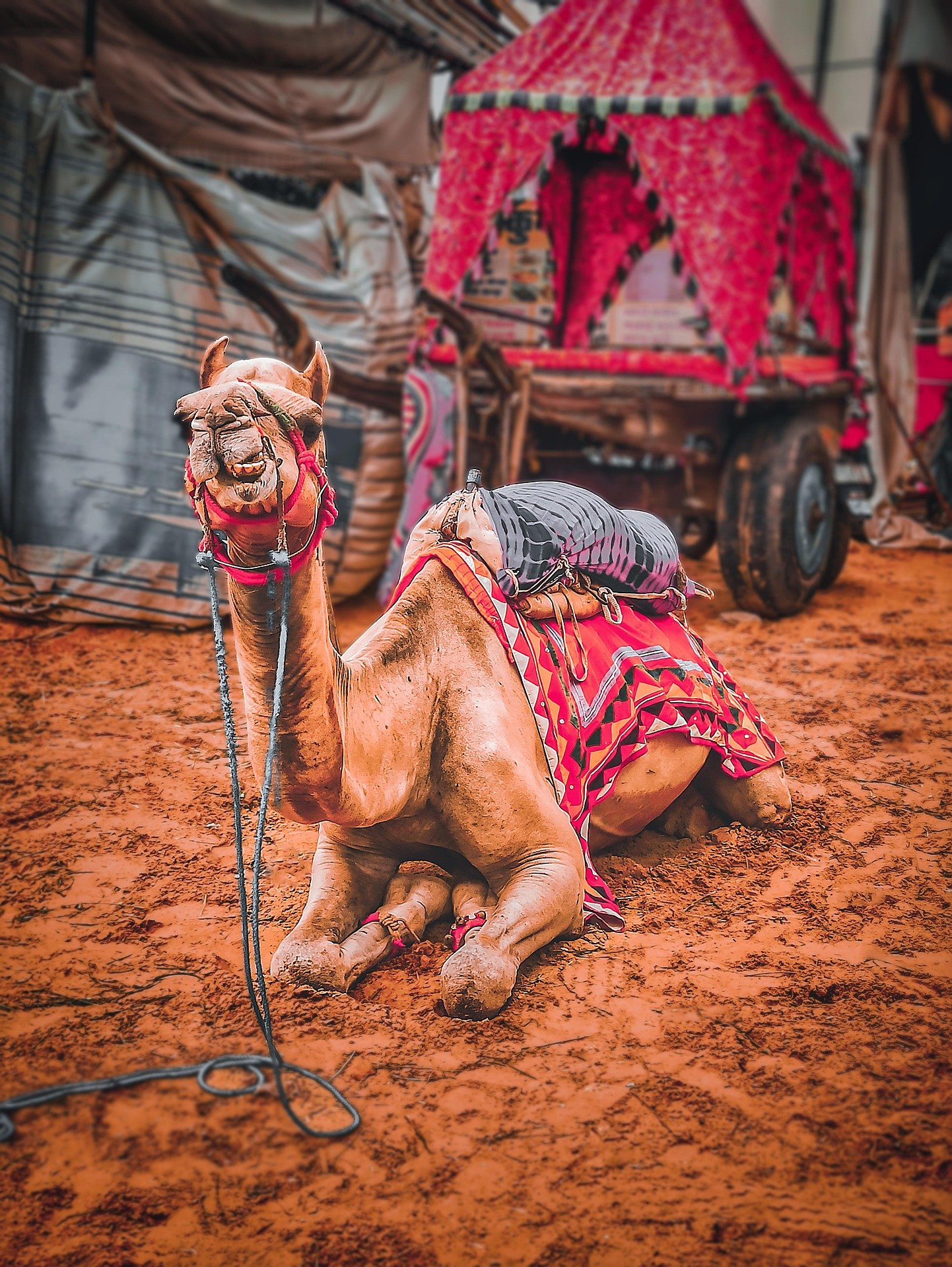 camel-6482583_1920